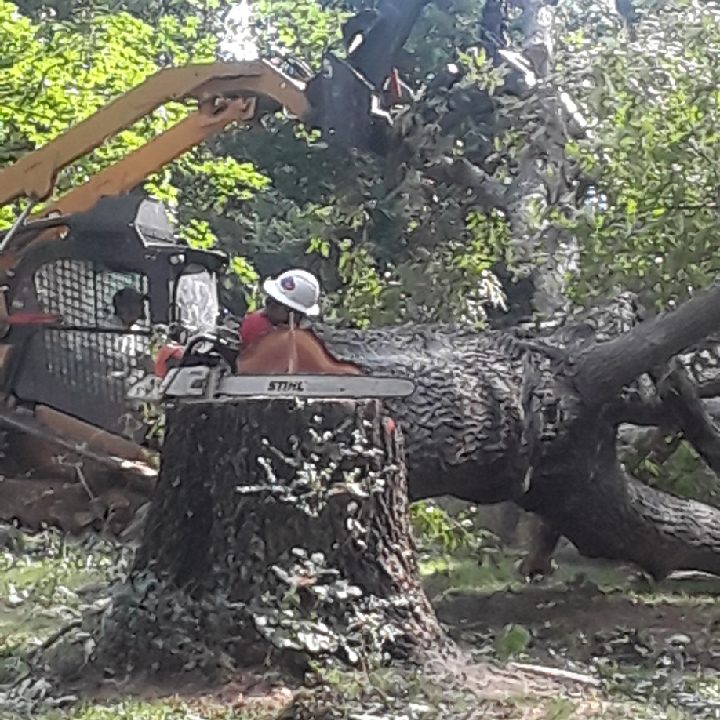 Big Woody's Tree Service Cleaning Up Fallen Tree