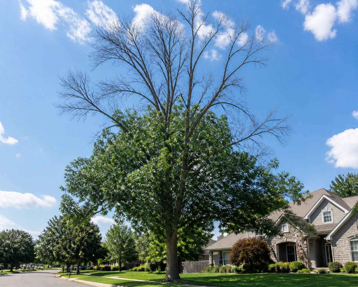 Are Your Ash Trees Dying? 5 Signs the Emerald Ash Borer Has Hit Your Chattanooga Property