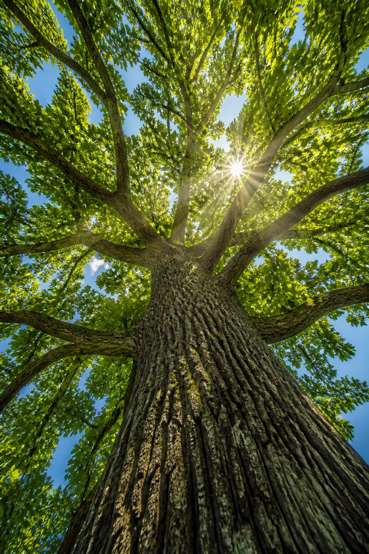 Why Regular Tree Trimming Will Change the Way You Look at Your Chattanooga Property (and Save You Money)