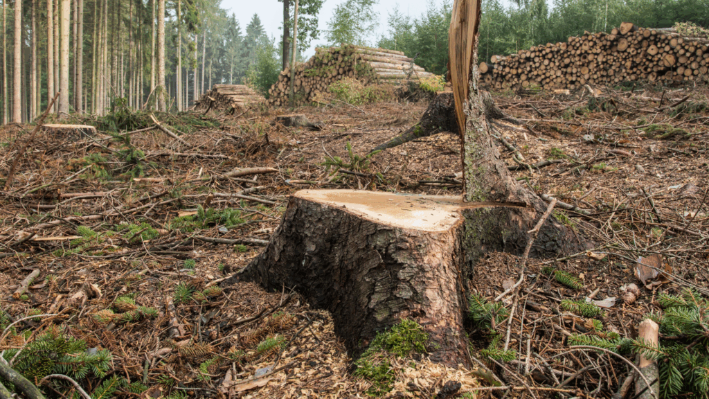 Big Woody's Tree Service gallery 5