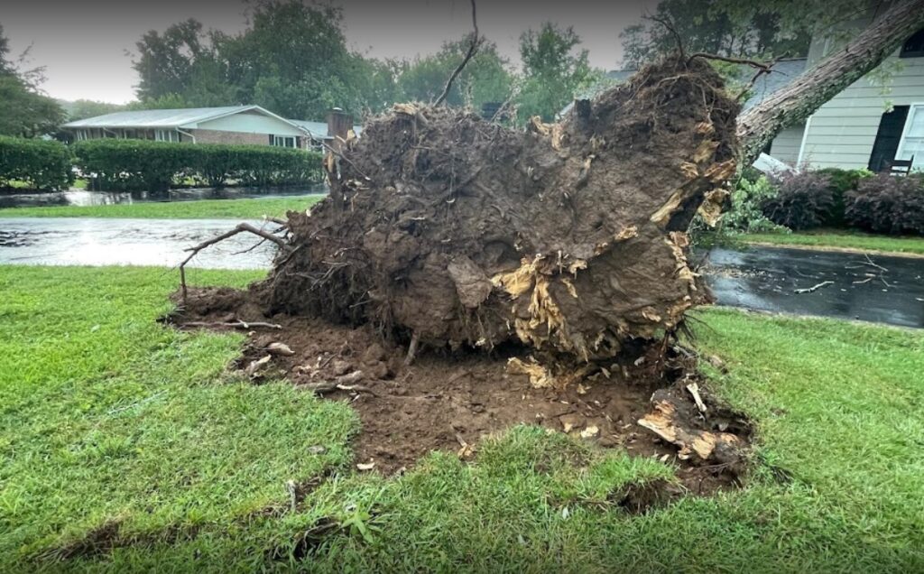 Contact Big Woody’s Tree Service | (423) 510-WOOD